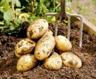 Vänernpotatis